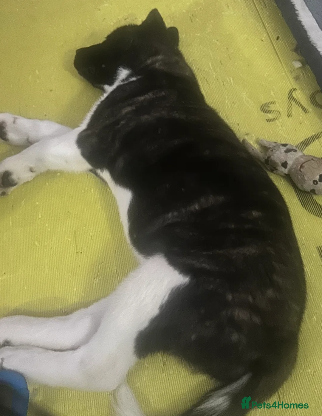 Akita dogs for sale: American Akita Puppy - Advert 5