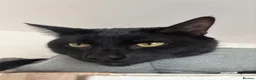 Mixed Breed cats for sale: 🐱 Loving Homes Wanted for Tura & Miko - Advert 3