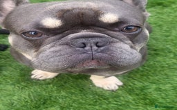 French Bulldog dogs for stud: Dogs name Zeus in a good healthy all vaccination  - Advert 7