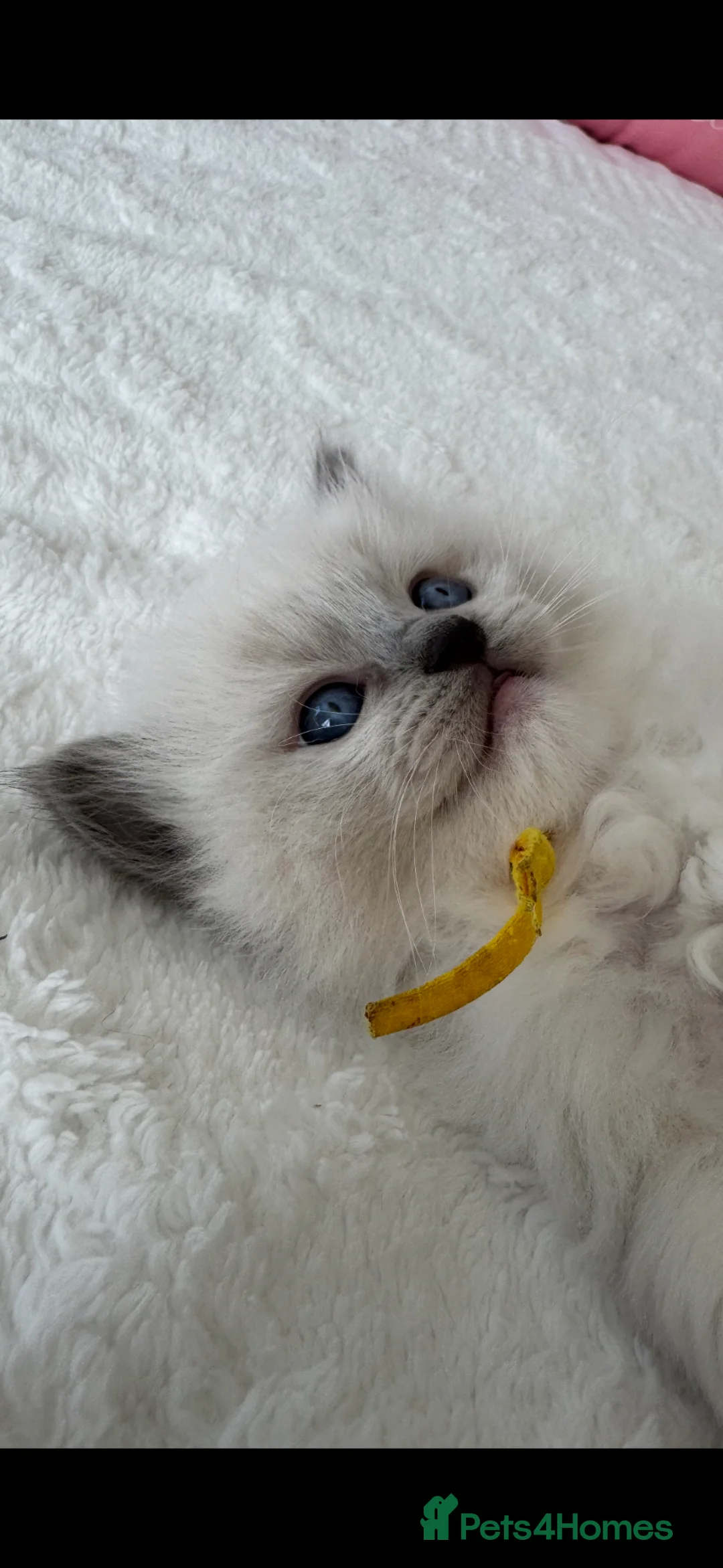 Ragdoll cats for sale: 🏆Gccf stunning ragdoll kittens (GRCH PARENTS 🥇) - Advert 2