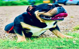 American Bully dogs for sale: Male & Female Pocket Bully’s (Adult)  - Image 4