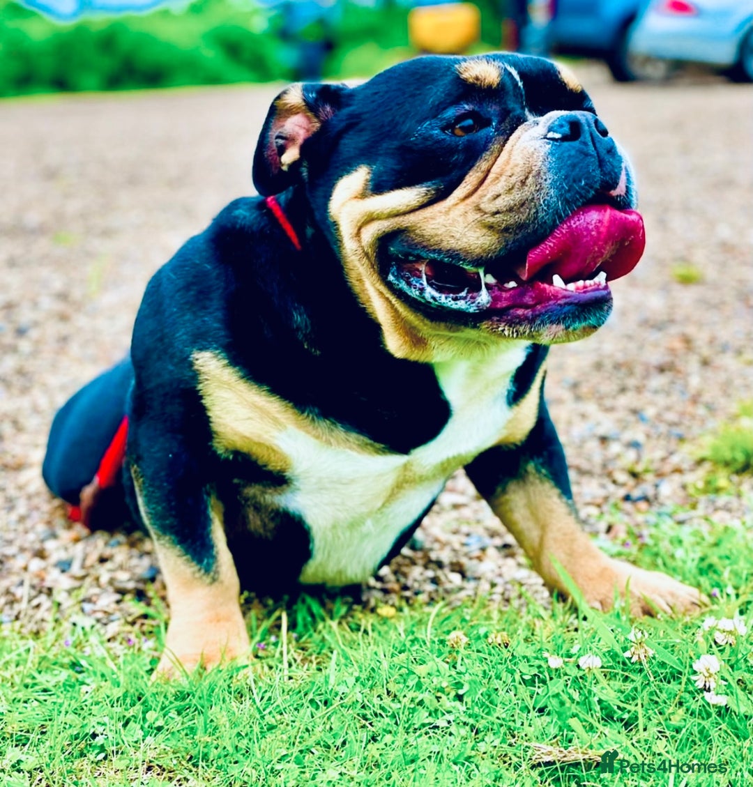 American Bully dogs for sale: Male & Female Pocket Bully’s (Adult)  - Image 4