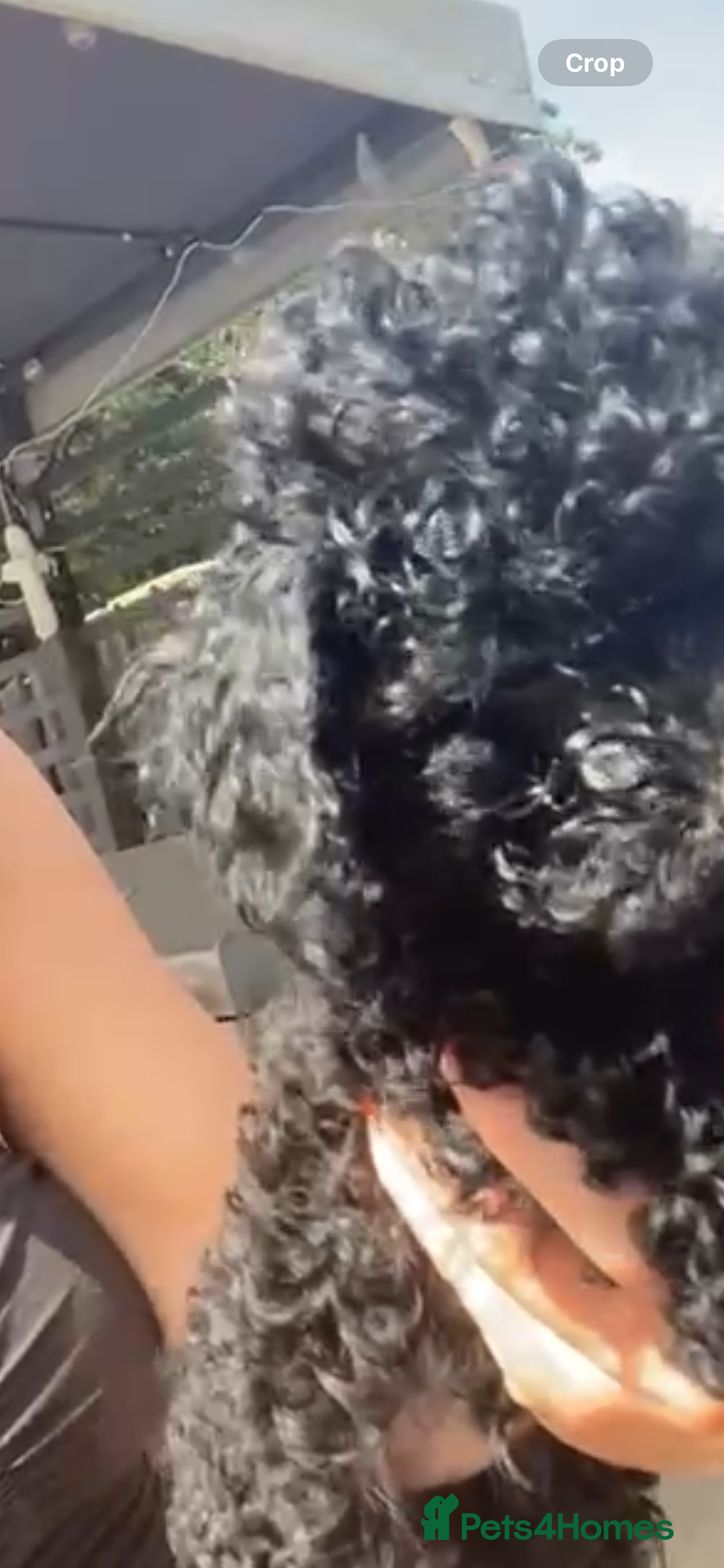 Cavapoo dogs for sale:  1 Beautiful boy Cavapoo puppy left! 💖💙💖💙💖 in Doncaster - Image 30