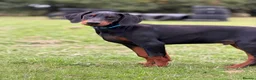 Dobermann dogs for sale: READY NOW- Outstanding KC Dobermann Pups🇧🇷 - Advert 3