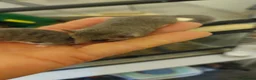 Mouse rodents for sale: African pygmy Dor mice - Advert 4