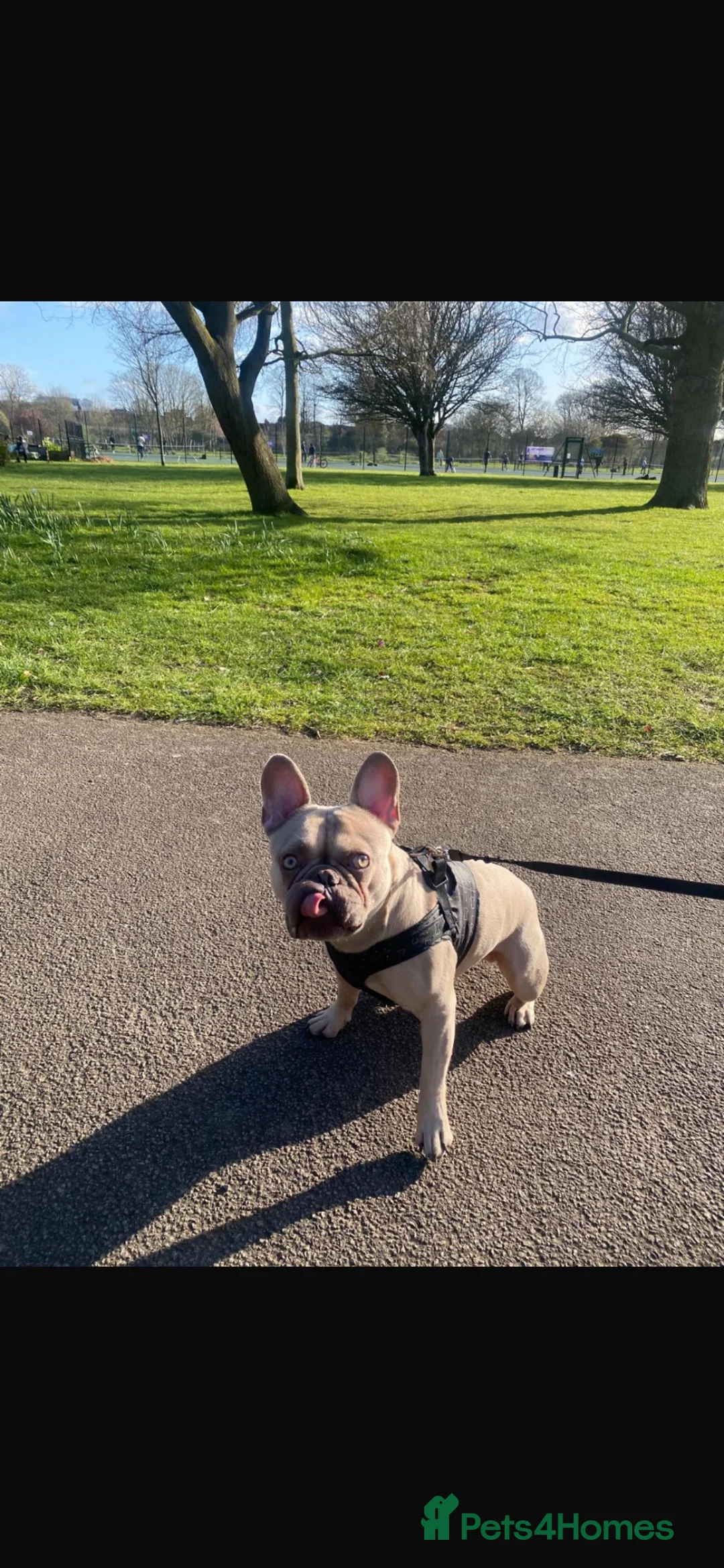 French Bulldog dogs for sale: Male French Bulldog in Isleworth - Advert 2
