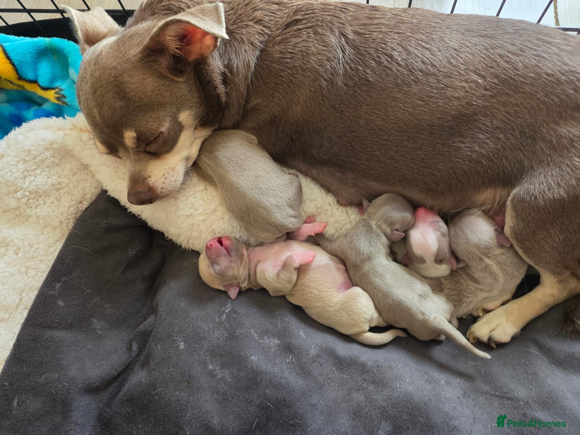 Chihuahua dogs for sale: Beautiful Chihuahua Puppies Lookin for 4ever Homes - Advert 1