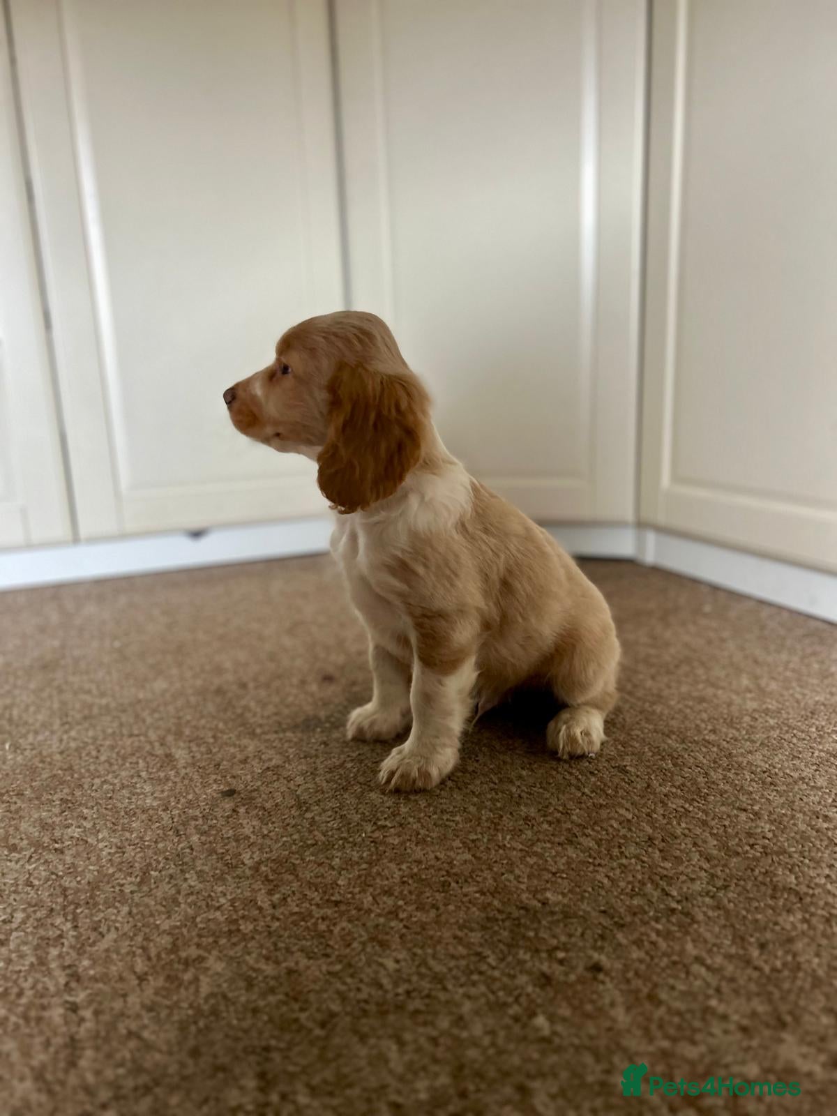 Mixed Breed dogs Cocker spaniel cross cocker/Australian shepherd  - Advert 1