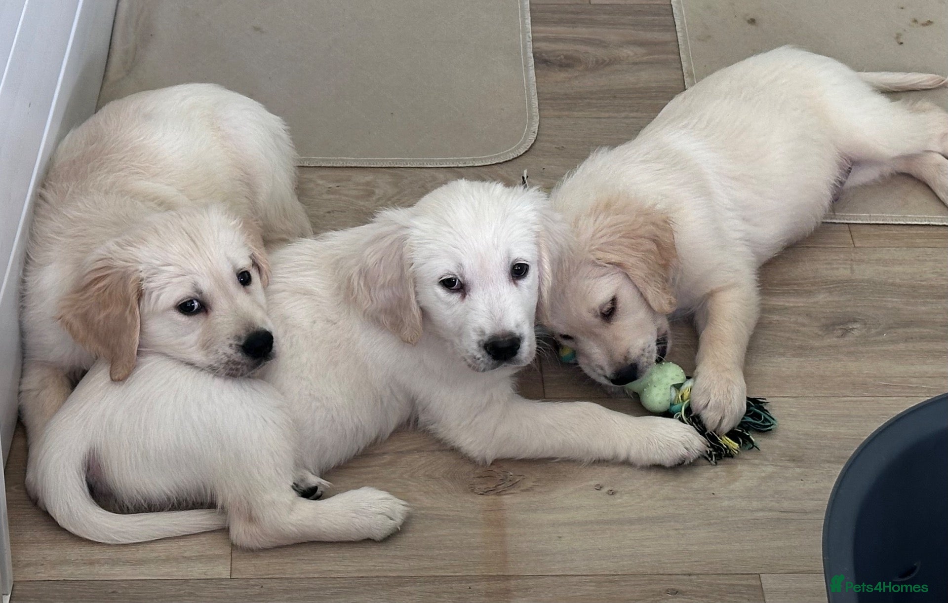 Golden Retriever dogs White/cream golden retrievers - Advert 7