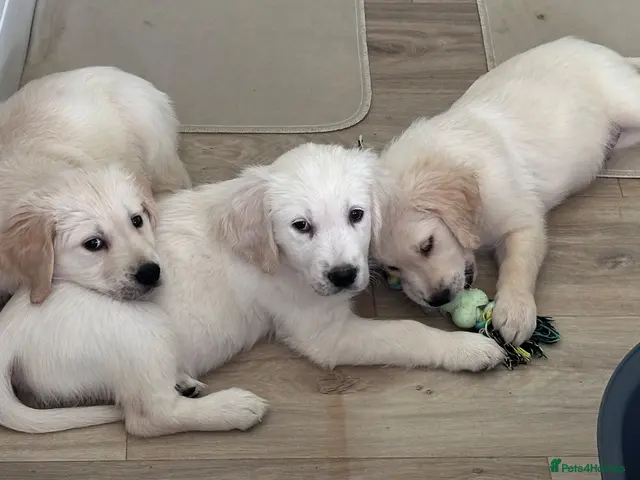 Golden Retriever dogs REDUCED - White/cream golden retrievers - Advert 1