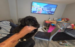 Cavapoo dogs for sale: TWO LITTLE FUR BABIES LEFT  - Image 36