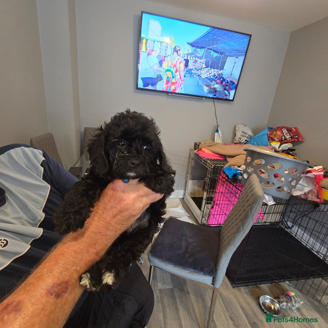 Cavapoo dogs for sale: TWO LITTLE FUR BABIES LEFT  - Image 36