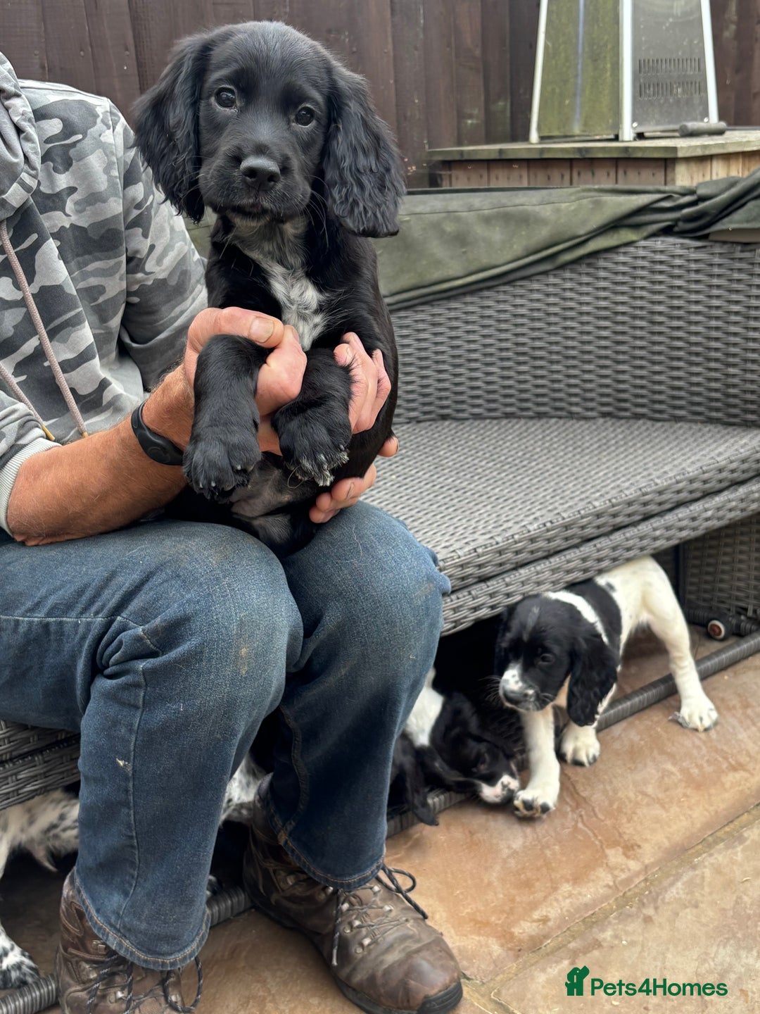 Sprocker dogs for sale: sprocket puppies  - Image 3