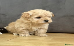 West Highland Terrier dogs for sale: Beautiful westiepoo puppies  - Advert 2