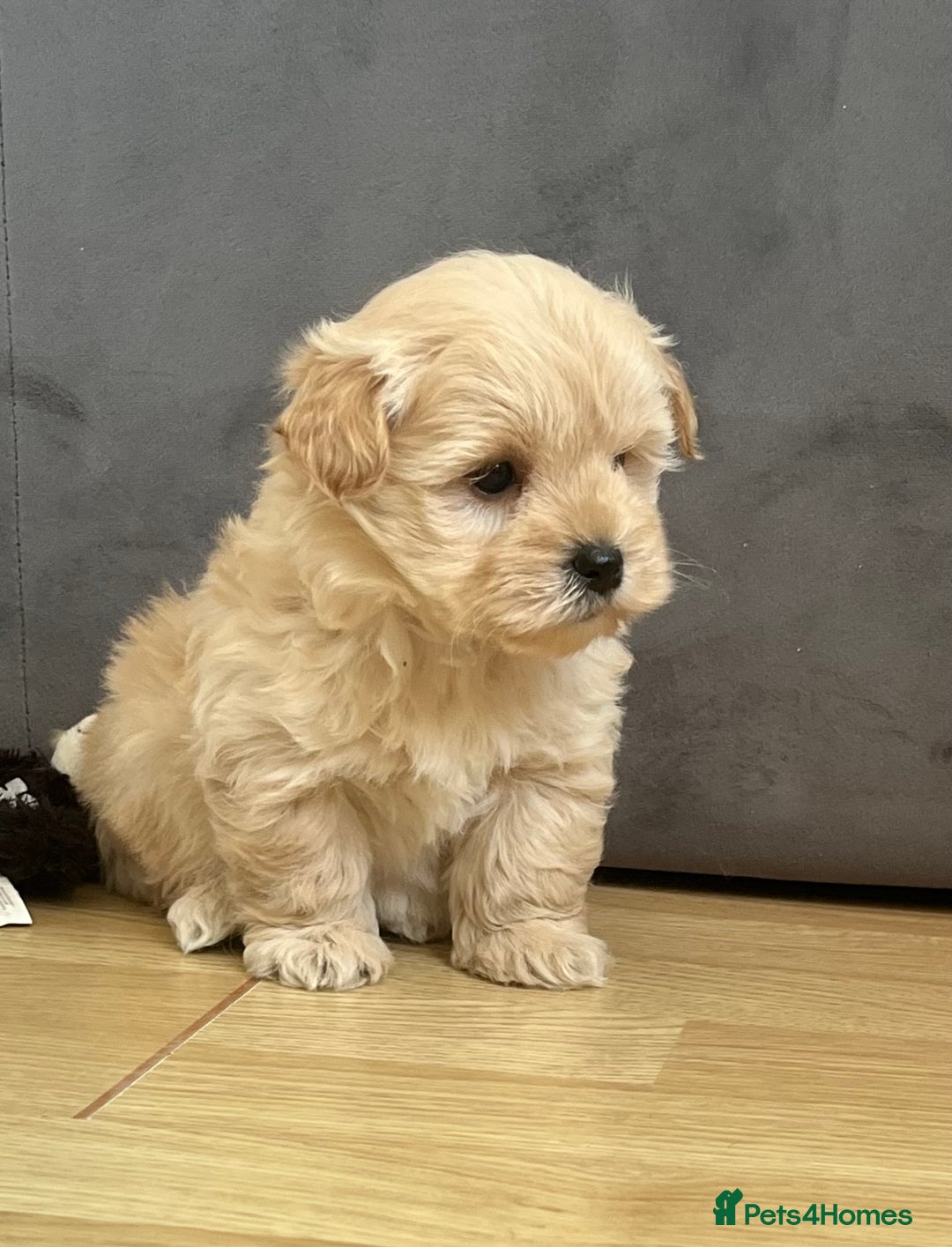 West Highland Terrier dogs for sale: Beautiful westiepoo puppies  - Advert 2