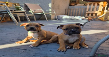 Staffordshire Bull Terrier dogs in Swansea - Advert 3