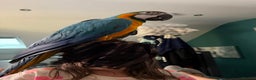 Macaws birds for sale: 2 Year Old Blue and Gold Macaw For Sale  - Advert 6