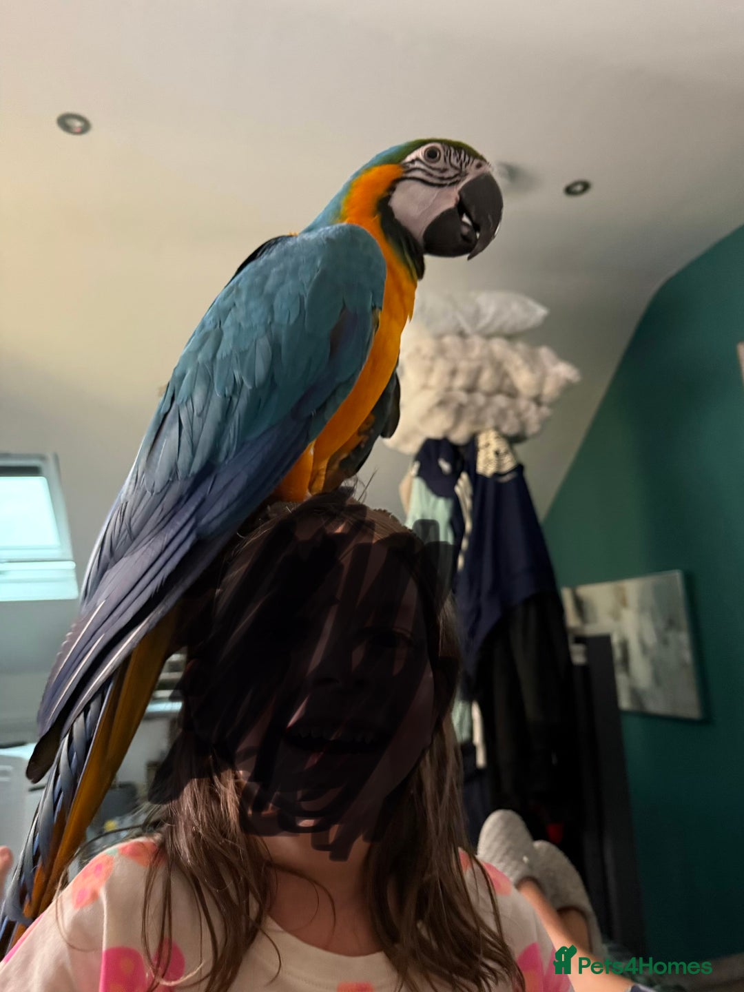 Macaws birds for sale: 2 Year Old Blue and Gold Macaw For Sale  - Advert 6
