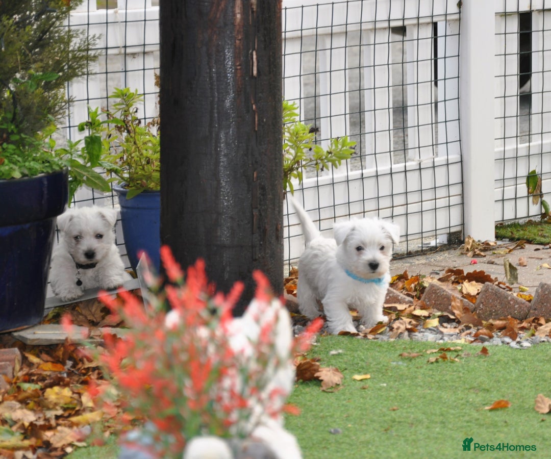 West Highland Terrier dogs for sale: Gorgeous West Highland Terrier Puppies - Image 2