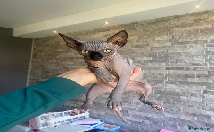 Sphynx cats - Advert 2