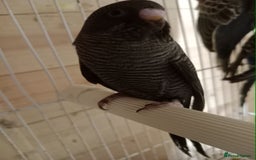 Budgerigars birds for sale: Black face split young bird for sale  - Image 6