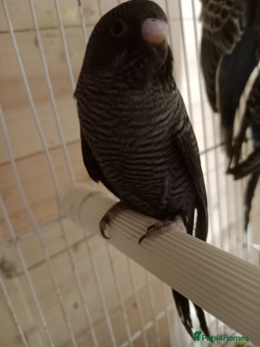 Budgerigars birds for sale: Black face split young bird for sale  - Image 6