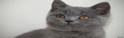 British Shorthair cats for sale: British Blue Kitten, ready! - Advert 3