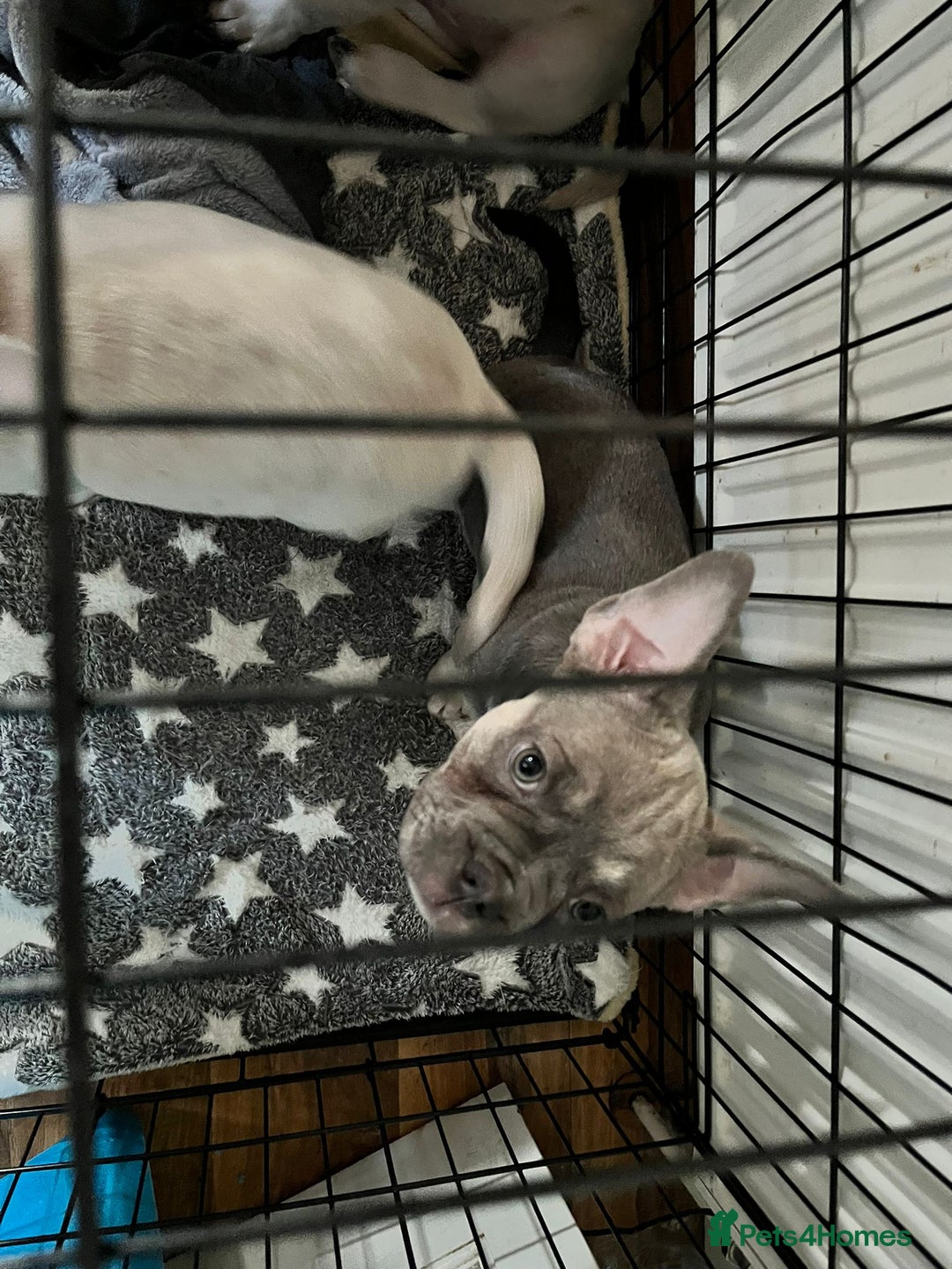 French Bulldog dogs for sale: DESTINY, TRINITY AND MYSTERY - Advert 9