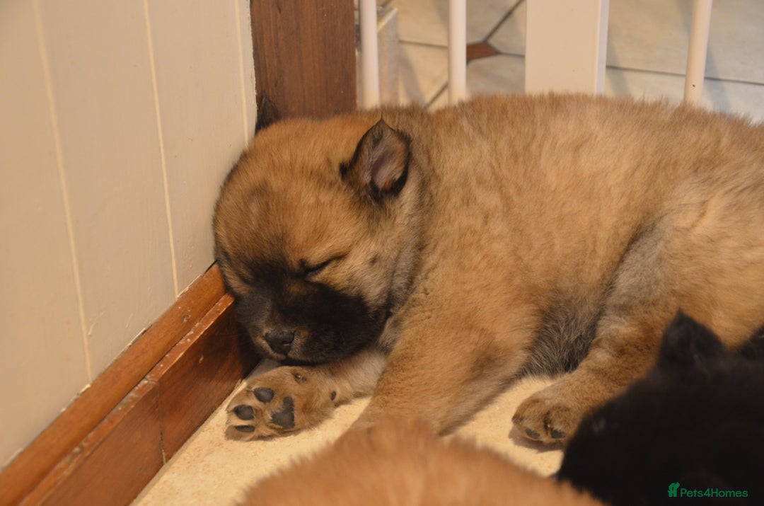 Mixed Breed dogs for sale: CHOWSKI PUPPYS READY TO GO!!  - Advert 15