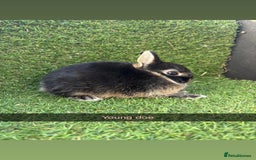 Netherland Dwarf rabbits for sale: Pure Netherland dwarfs  - Image 4