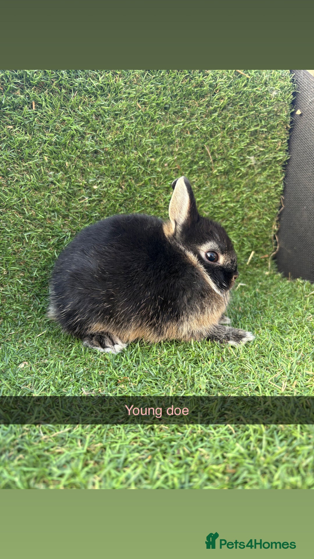 Netherland Dwarf rabbits for sale: Pure Netherland dwarfs  - Image 4