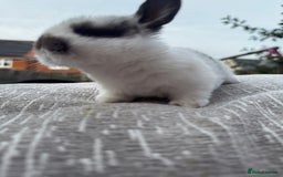 Mini Lop rabbits for sale: Mini Lop Babies ready to reserve - Image 16