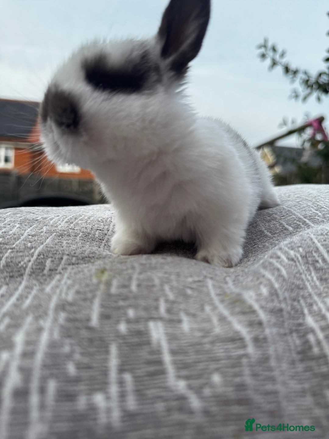Mini Lop rabbits for sale: Mini Lop Babies ready to reserve - Image 16
