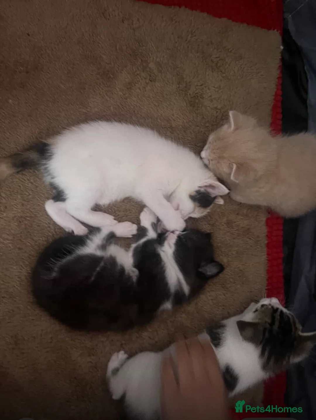 Mixed Breed cats for sale: Baby kitten  in Coventry - Advert 2