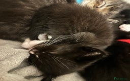Ragdoll cats for sale: 🐾 Ragdoll Kittens Ready End of November 🐾 - Image 5
