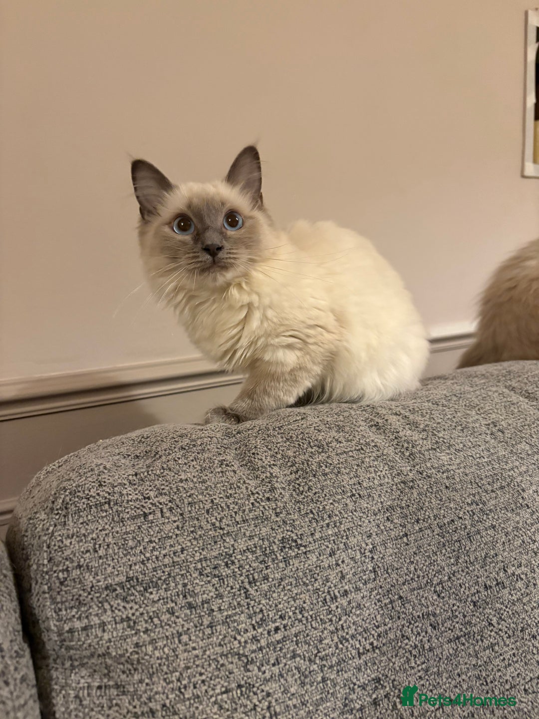 Ragdoll cats for sale: Beautiful GCCF Ragdoll Kittens  - Advert 17