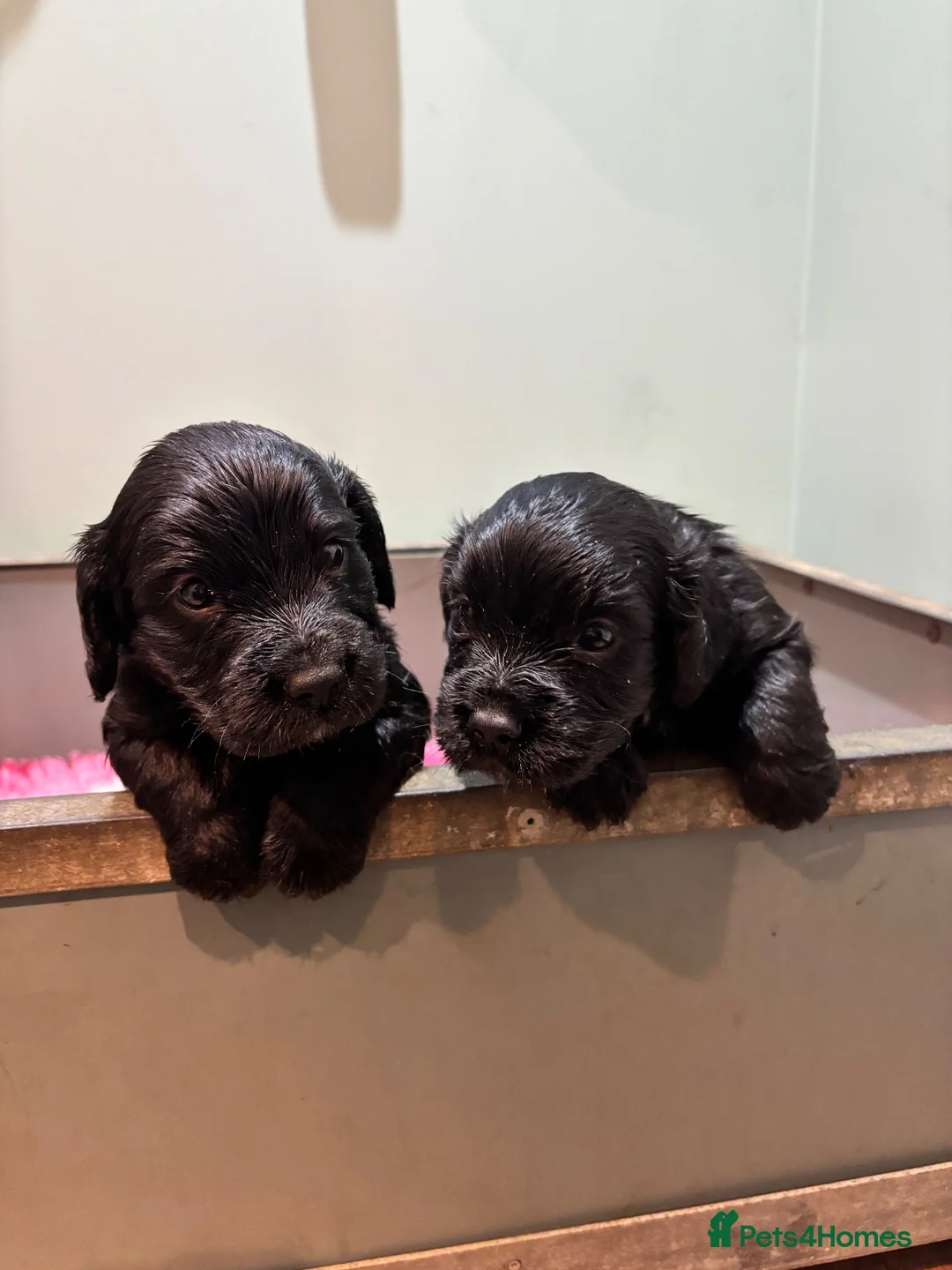 Cocker Spaniel dogs for sale: KC Reg working cocker pups - Advert 2