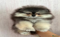Pomeranian dogs for sale: Luxurious Tiny Pomeranian Puppies - Image 4