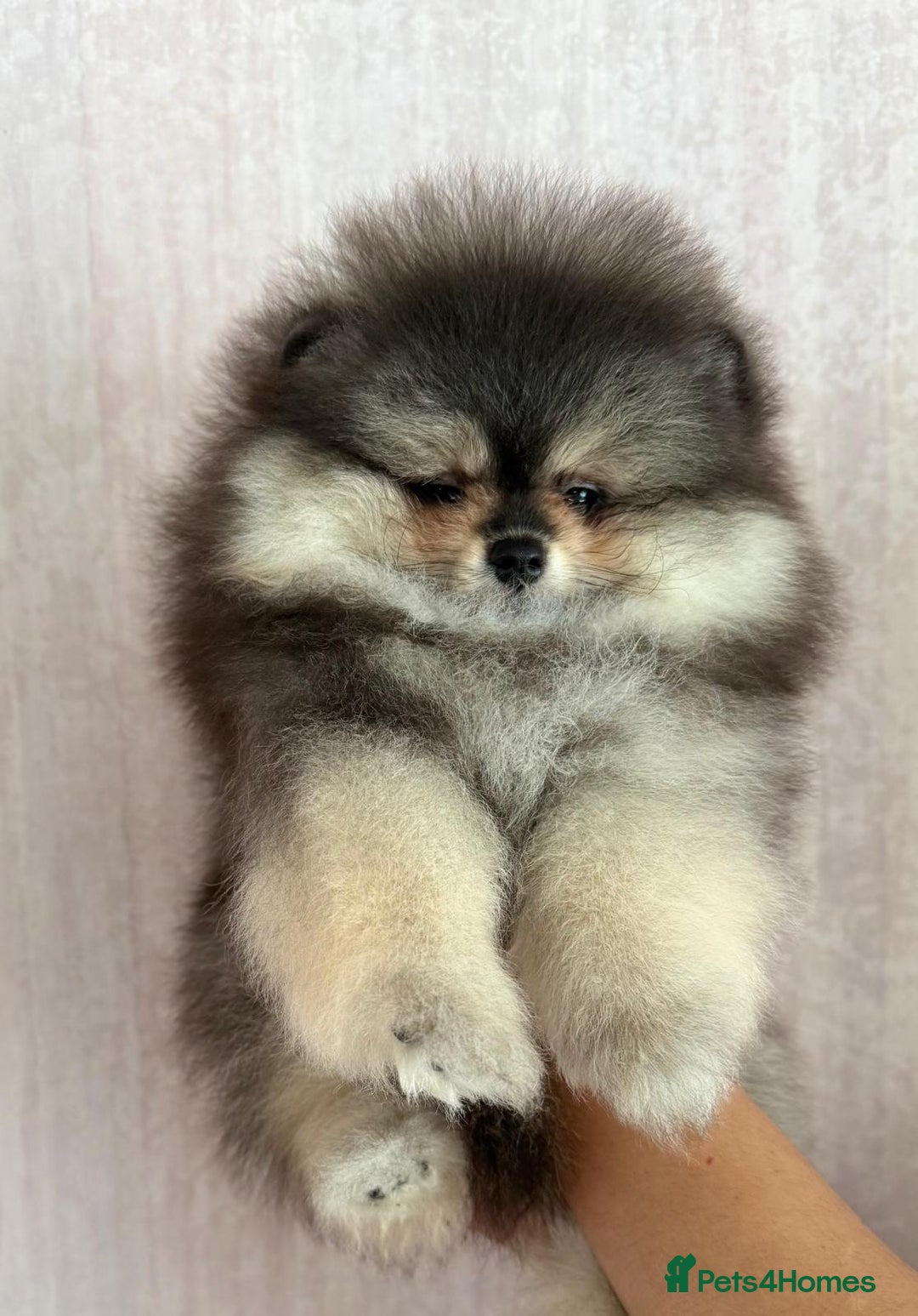 Pomeranian dogs for sale: Luxurious Tiny Pomeranian Puppies - Image 4