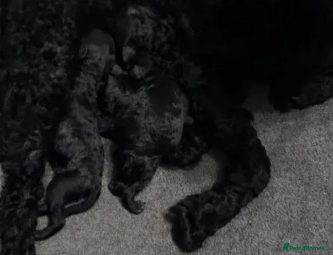 Toy Poodle dogs for sale: KC Toy poodles - Advert 2