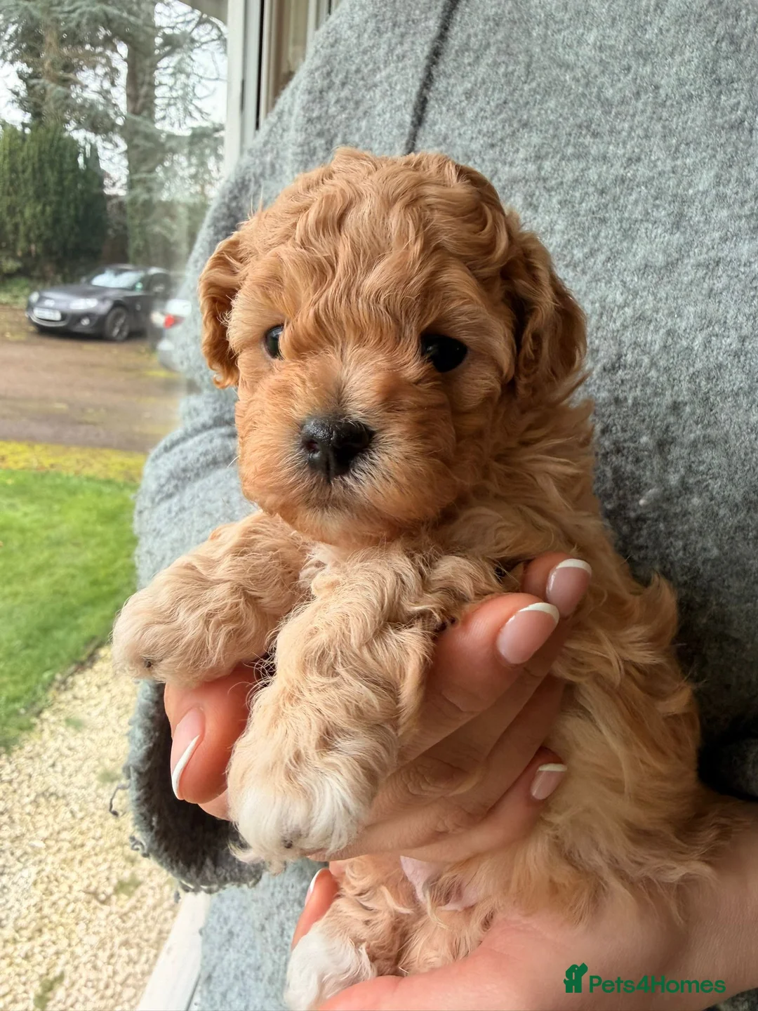 Cavapoochon dogs for sale: Gorgeous toy cavapoochons for sale - Advert 26