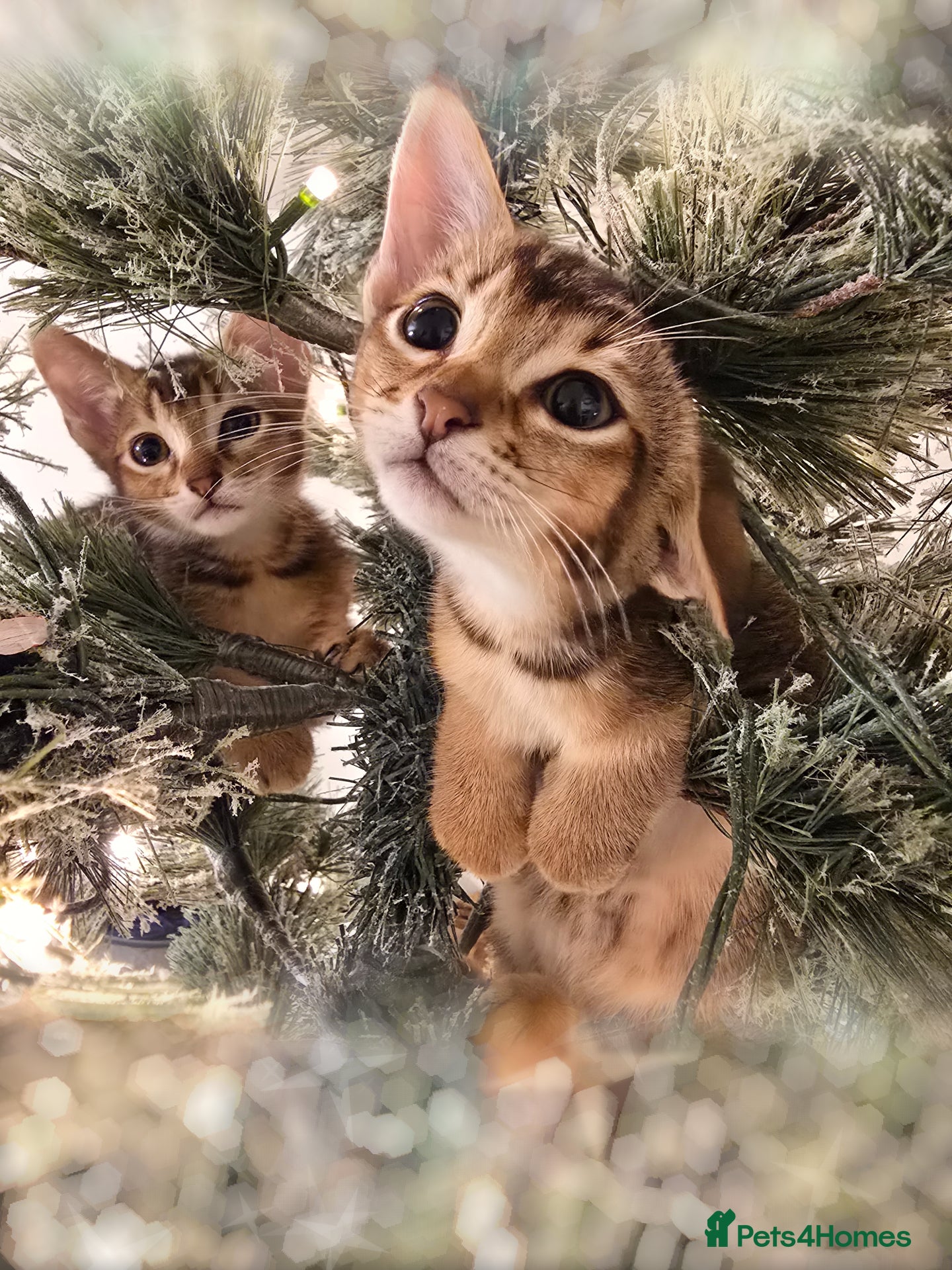 Mixed Breed cats 😻 Unique Abyssinian*Savannah Mix - Advert 16