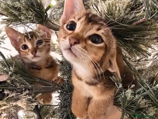 Mixed Breed cats 😻 Unique Savannah* Abyssinian Mix - Advert 2