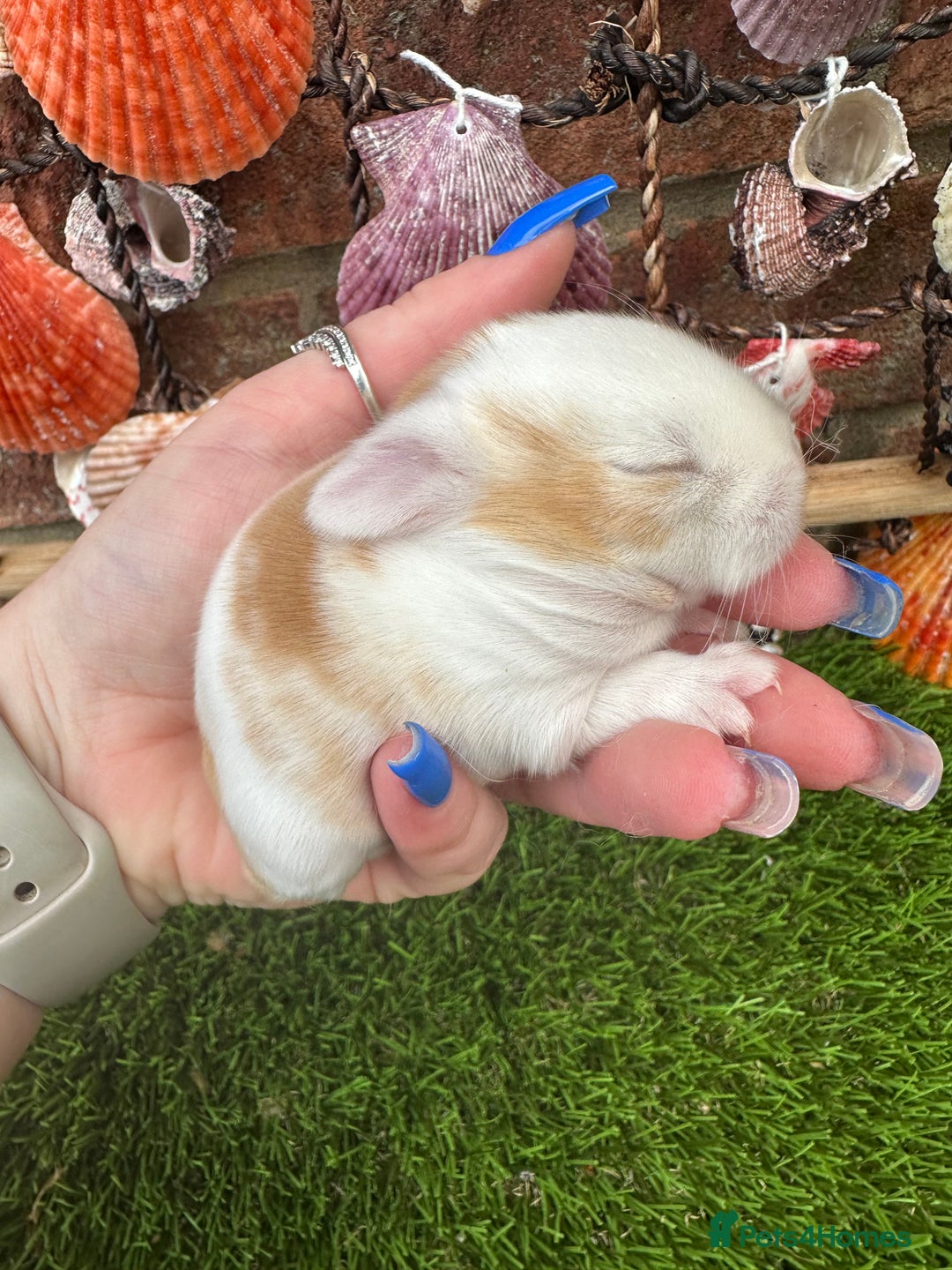 Mini Lop rabbits for sale: Stunning mini lops - Image 7