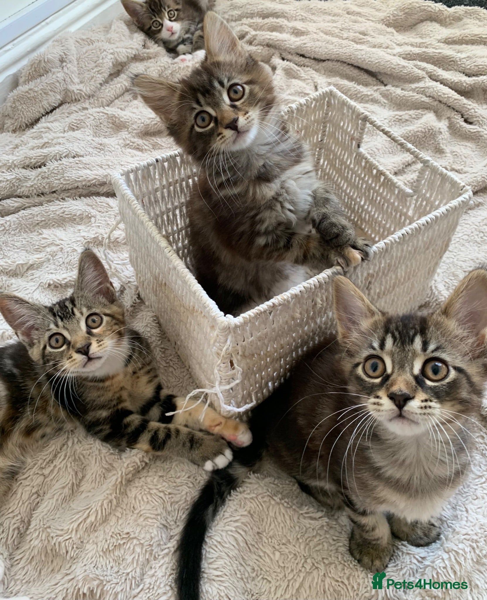 Mixed Breed cats Mixed Main Coon kittens  - Advert 4