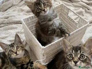 Mixed Breed cats Mixed Main Coon kittens - Advert 4