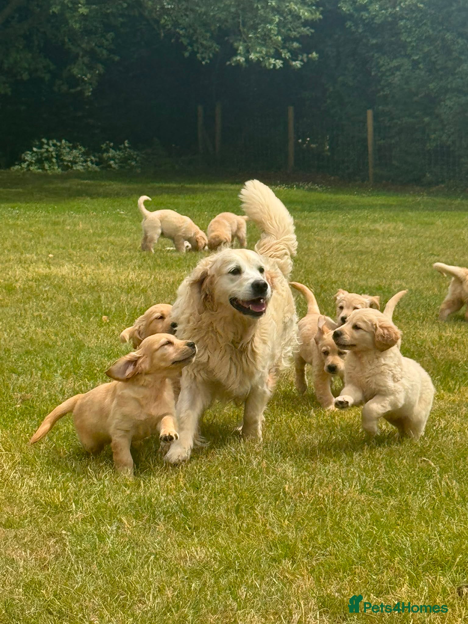 Golden Retriever dogs PUREBRED GOLDEN RETRIEVER PUPPIES – KC REGISTERED - Advert 1