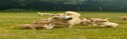 Golden Retriever dogs for sale: PUREBRED GOLDEN RETRIEVER PUPPIES – KC REGISTERED in Stamford - Advert 8