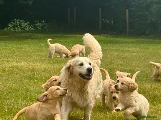 Golden Retriever dogs PUREBRED GOLDEN RETRIEVER PUPPIES – KC REGISTERED - Advert 1