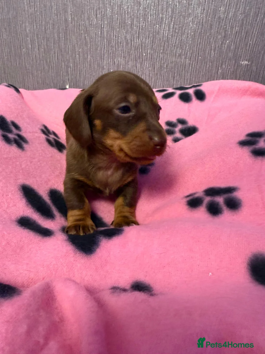 Dachshund dogs for sale: Gorgeous litter🌈 - Advert 9